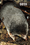 Parascalops breweri, Hairy-tailed Mole